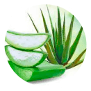 Aloe_vera